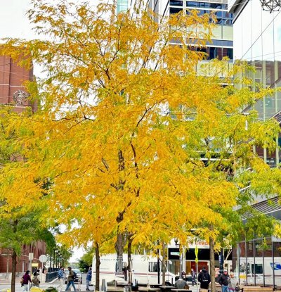 FallColorsofNewEngland