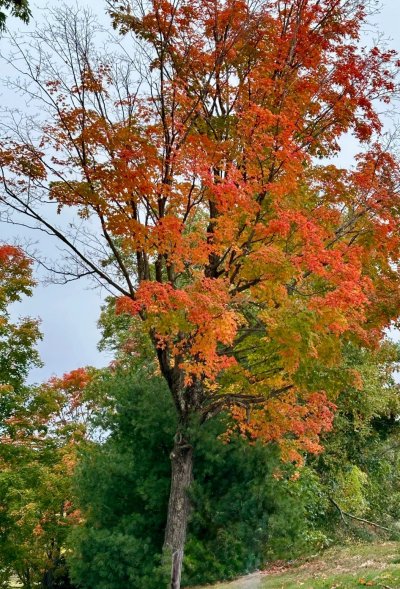 FallColorsofNewEngland