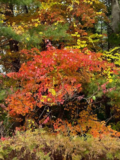 FallColorsofNewEngland