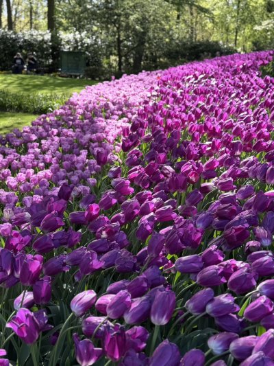 สวนเคอเคนฮอฟ เนเธอร์แลนด์