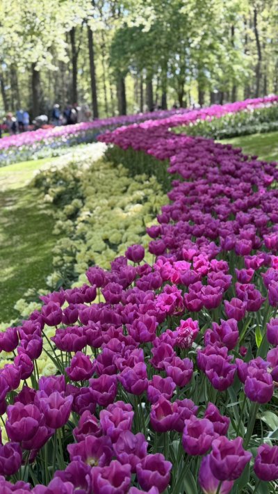 สวนเคอเคนฮอฟ เนเธอร์แลนด์