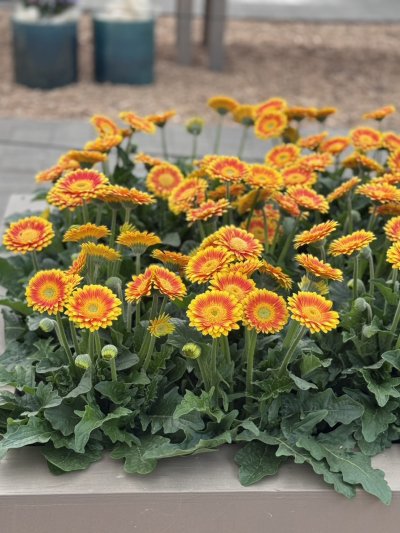 สวนเคอเคนฮอฟ เนเธอร์แลนด์