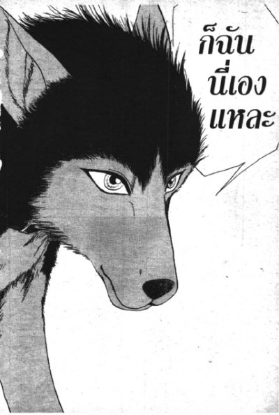 Wildhalf 1-17 (จบ) PDF