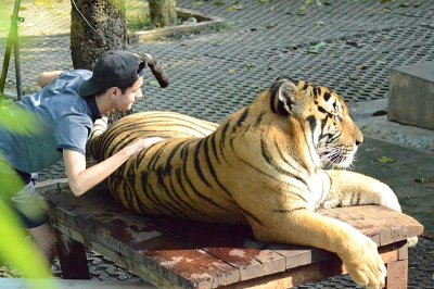 Tiger Kingdom & Snake Farm Daily Transfer