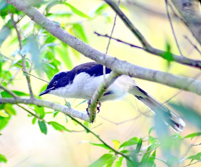 Mount Doi Inthanon Hiking & Bird Watching