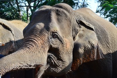 Pai with Elephant Sanctuary 2 Days 1 Night