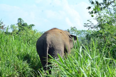Pai with Elephant Sanctuary 2 Days 1 Night