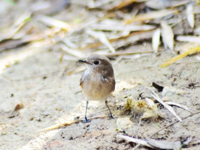 Mount Doi Inthanon Hiking & Bird Watching