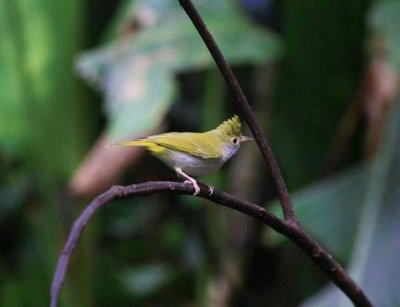 Bird Watching Doi Inthanon