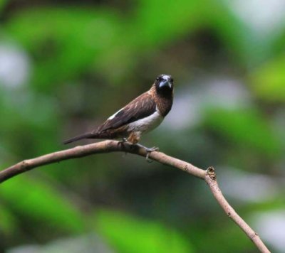 Bird Watching Doi Inthanon