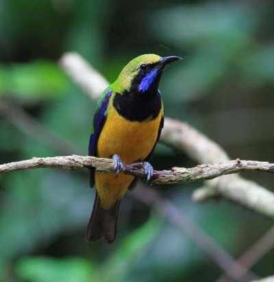 Bird Watching Doi Inthanon