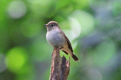 Mount Doi Inthanon Hiking & Bird Watching
