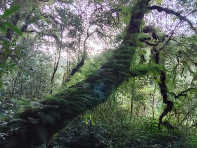Mount Doi Inthanon Hiking & Bird Watching