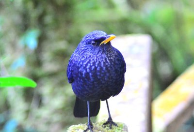 Bird Watching Doi Inthanon