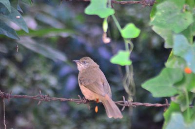 Bird Watching Doi Inthanon