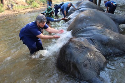 Elephant Safari