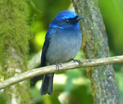 Mount Doi Inthanon Hiking & Bird Watching
