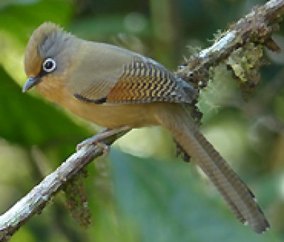 Mount Doi Inthanon Hiking & Bird Watching