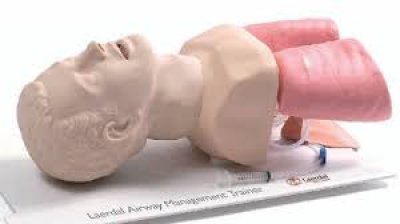 เช่าหุ่นฝึก Airway Management Trainer พร้อมอุปกรณ์เสริมสำหรับ BLS/ACLS