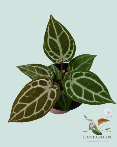 An.(Michelle x ZaraNo.71 x(Zara x ZaraNo.29)