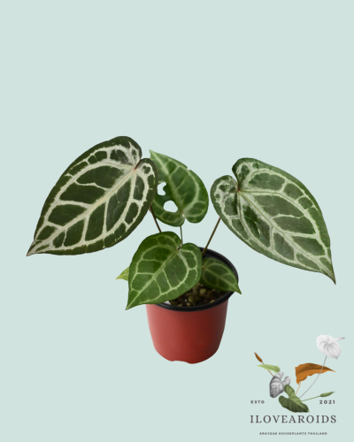 An.(Michelle x ZaraNo.71) x SKG Silver