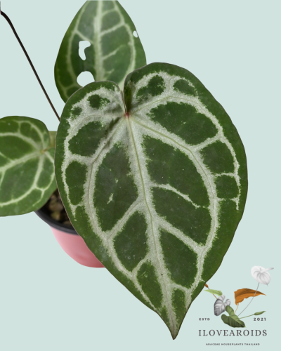 An.(Michelle x ZaraNo.71) x SKG Silver