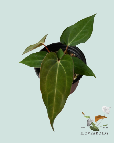 An.carlablackiae AU#2 x Ace of velvet Phoenix