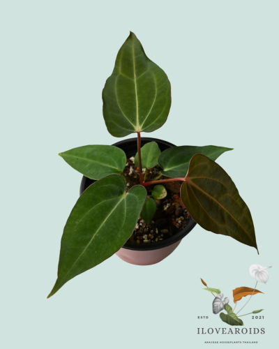 An.carlablackiae AU#2 x Ace of velvet Phoenix