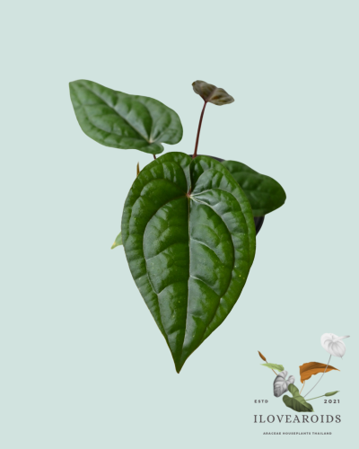 An.Red Dark Phoenix x luxurians