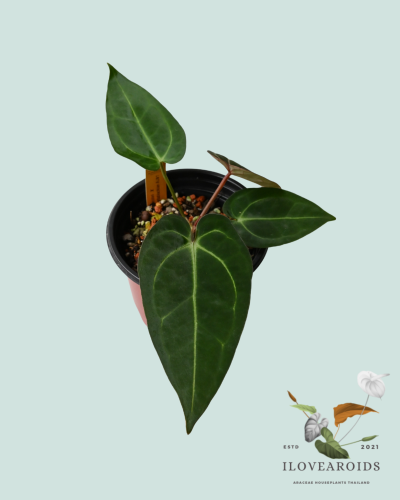 An.dressleri NSE x carlablackiae AU#1