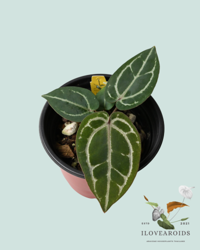 An.(Michelle xZara No.70) x Red crystal Docblock