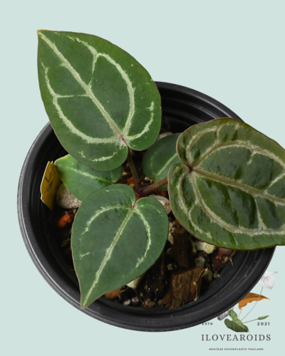 An.(Michelle xZara No.70) x Red crystal Docblock