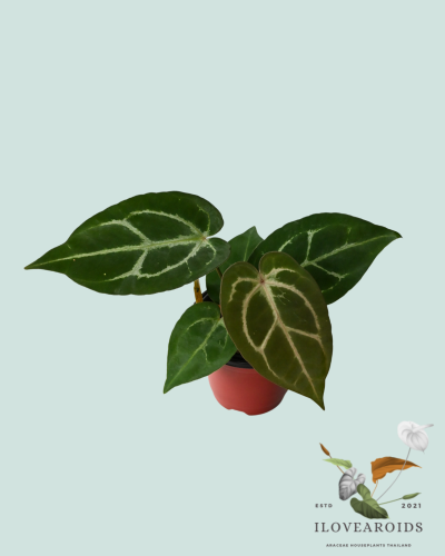 An.(Michelle x Michelle No.24) x carlablackiae AU#1