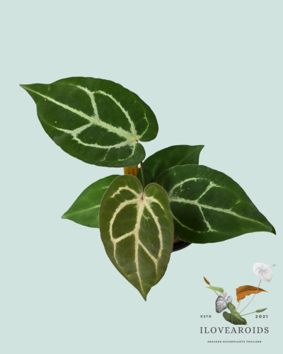 An.(Michelle x Michelle No.24) x carlablackiae AU#1