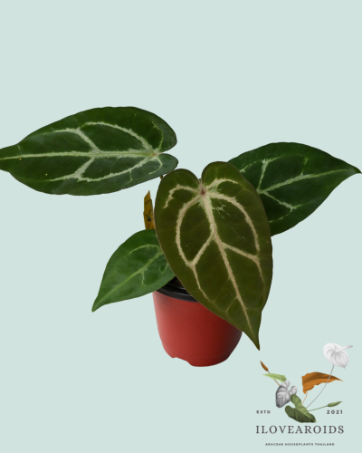 An.(Michelle x Michelle No.24) x carlablackiae AU#1