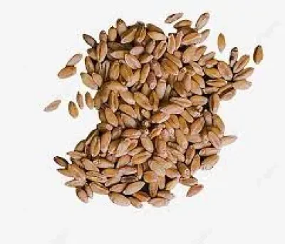 โปรตีนพืช