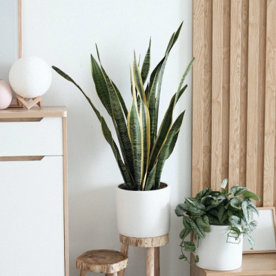 TRC 5435 Cozy Walnut