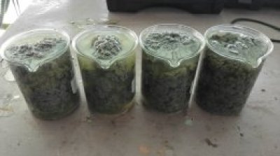 Cationic polymer