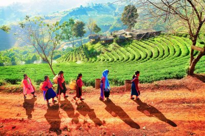 Doi Tung Royal Villa & Doi Mae Salong + Hill Tribe Village