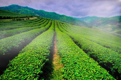 Doi Tung Royal Villa & Doi Mae Salong + Hill Tribe Village