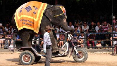 Nong Nooch Tropical Garden + Pattaya Beach (From Bangkok)