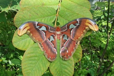 Elephant Safari & Bamboo Rafting