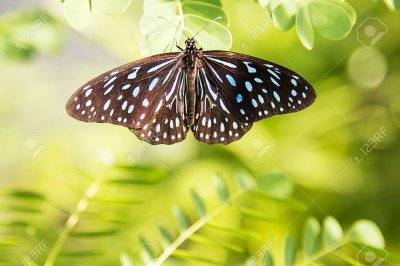 One day Chiang Mai Package all highlights