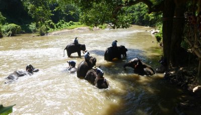 Elephant Safari & Bamboo Rafting