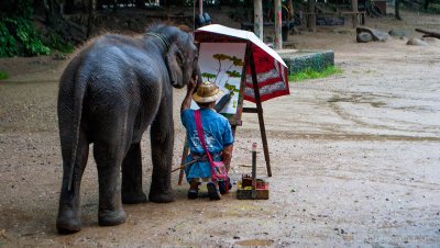 Elephant Safari & Bamboo Rafting