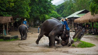 Elephant Safari & Bamboo Rafting