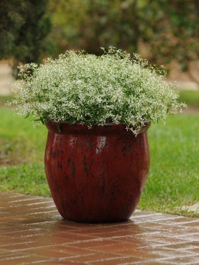 Euphorbia