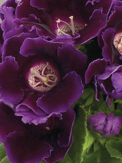 Avanti
