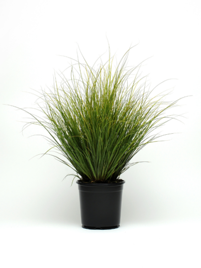 Phoenix Green