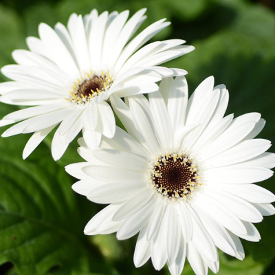 Recommend Flower